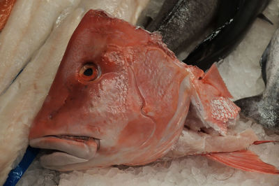 Close-up of fish head for wal