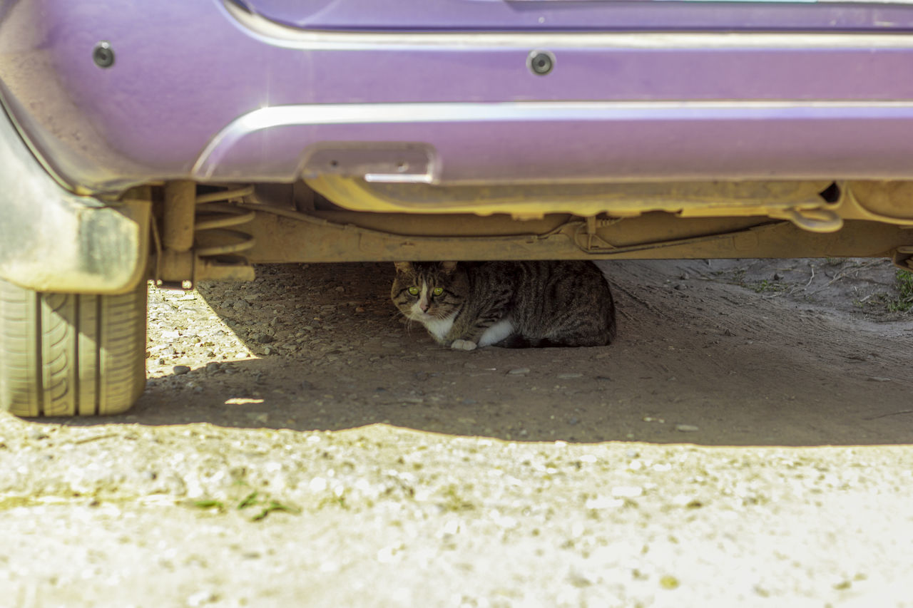 VIEW OF CAT LYING DOWN