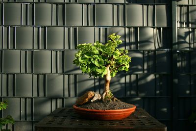 Close-up of potted plant