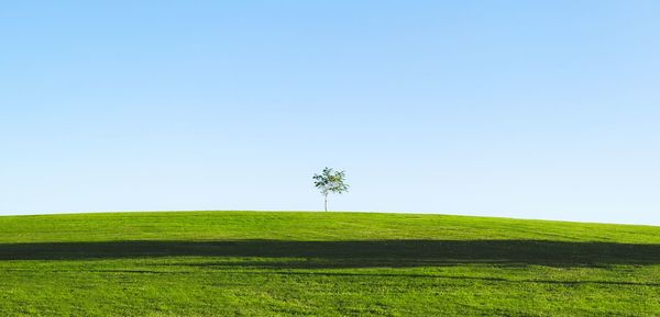 Scenic view of field against clear sky