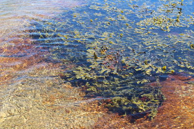 High angle view of plants floating on lake