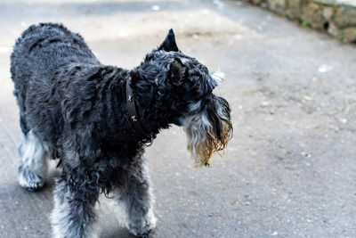 Black dog standing on street