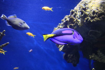 Close-up of fish swimming in aquarium