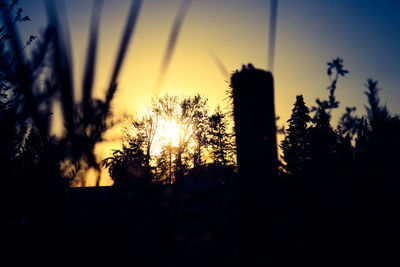 Silhouette of trees at sunset