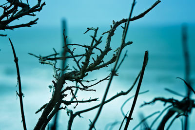 Close-up of plant against sky