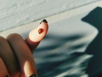 Close-up of ladybug on woman finger