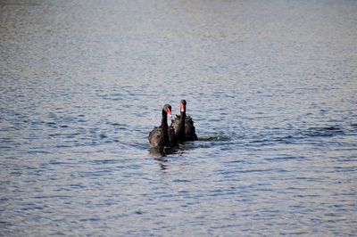 Two ducks swimming in lake