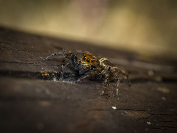 Close-up of spider on wood