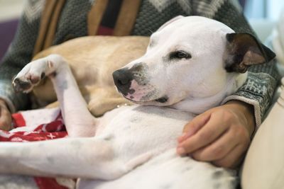 Close-up of dog sleeping