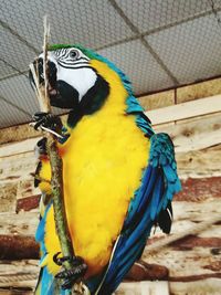 Close-up of a bird perching on wood