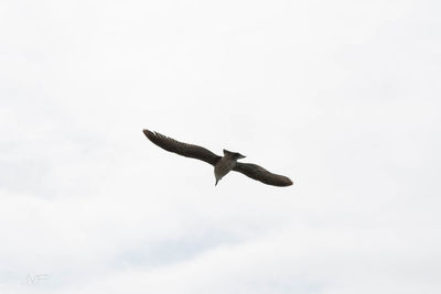 Low angle view of eagle flying against sky