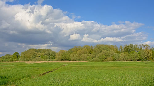 Scenic view of field against sky