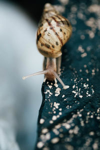 Close-up of snail