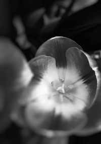 Close-up of flower blooming outdoors