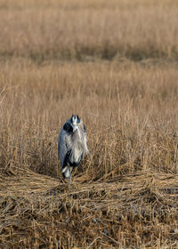 Blue heron perching on a field