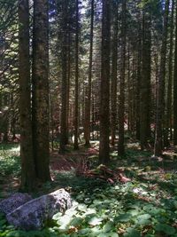 Trees in forest