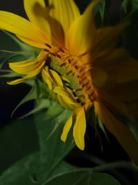 Close-up of yellow flowering plant