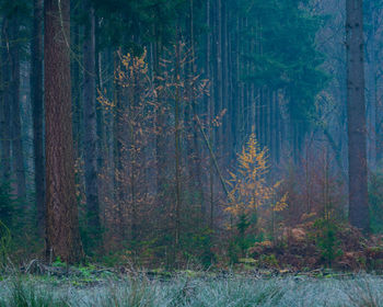 Pine trees in forest