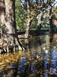 Scenic view of lake in forest