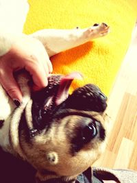 High angle view of dog