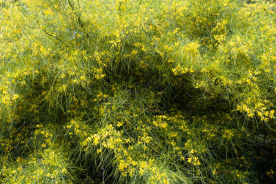 Full frame shot of yellow flowering plants on land