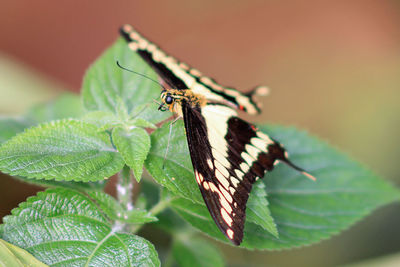 Close-up of butterfly on leaf