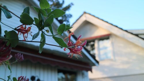 Low angle view of flowering plant against building