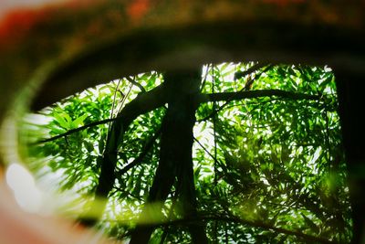 Low angle view of trees