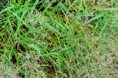 High angle view of grass growing on field