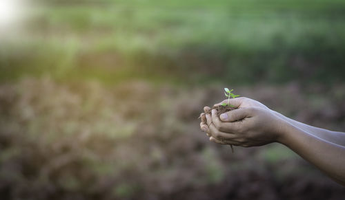 Close-up of hand holding plant