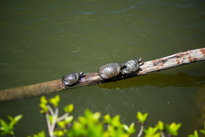 High angle view of turtle swimming in lake