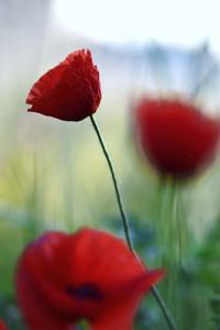 Close-up of red poppy blooming outdoors