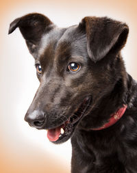 Close-up of dog looking away