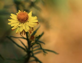 Close-up of yellow flowering plant