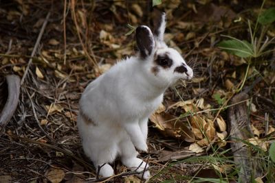 View of a rabbit on field