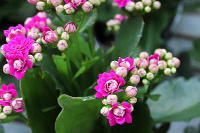 Closeup of pink flowers and buds on a kalanchoe