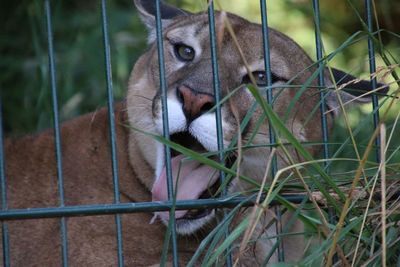 Yawning big cat