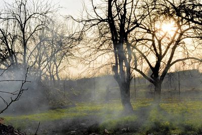 Bare trees in foggy weather