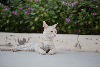 Portrait of cat sitting outdoors