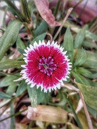 Close-up of flower blooming outdoors