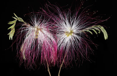 Close-up of firework display against black background