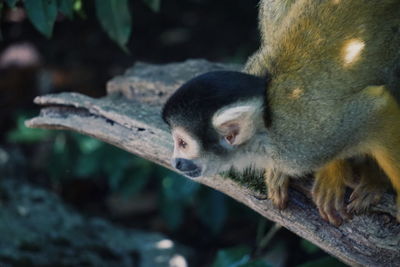 Side view of monkey on plant in forest