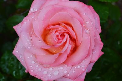 Close-up of wet pink rose blooming outdoors