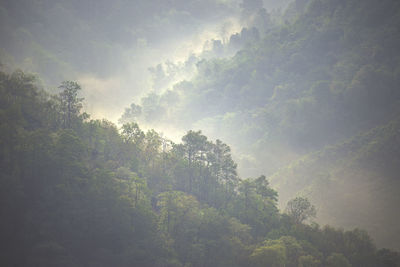 Trees in forest against sky