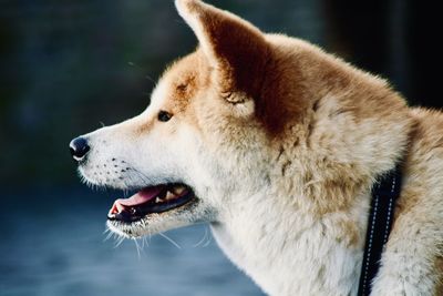 Close-up of dog looking away