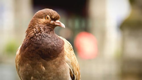 Close-up of bird perching on branch
