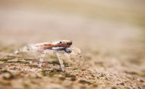 Close-up of insect on leaf