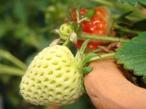 CLOSE-UP OF FRUIT