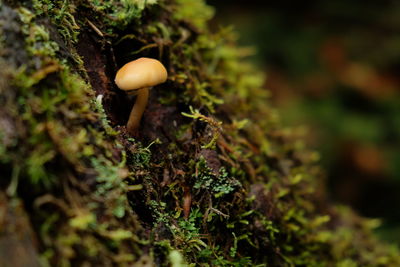 Close-up of mushroom growing on tree in forest