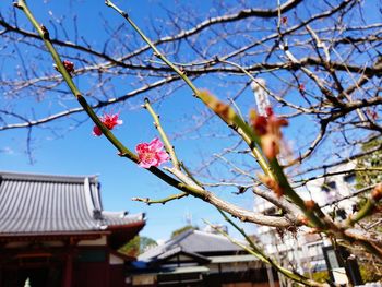 Low angle view of cherry blossom tree against building